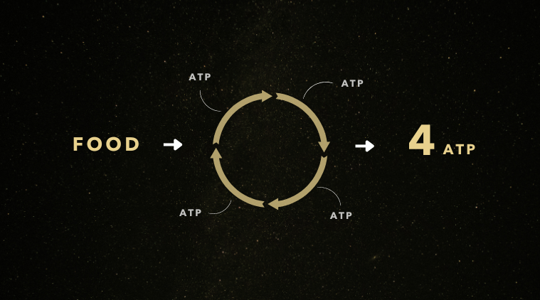 ATP: Understanding Your Body’s Energy Factory ⚡