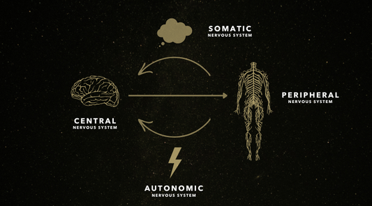 How the Nervous System Works 🧠